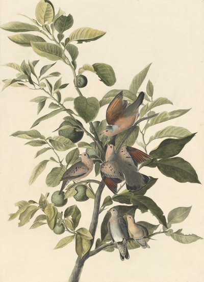 Colombe à queue carrée - John James Audubon